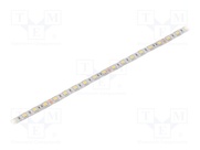 S010060CC1LZ (COLD WHITE IP64)